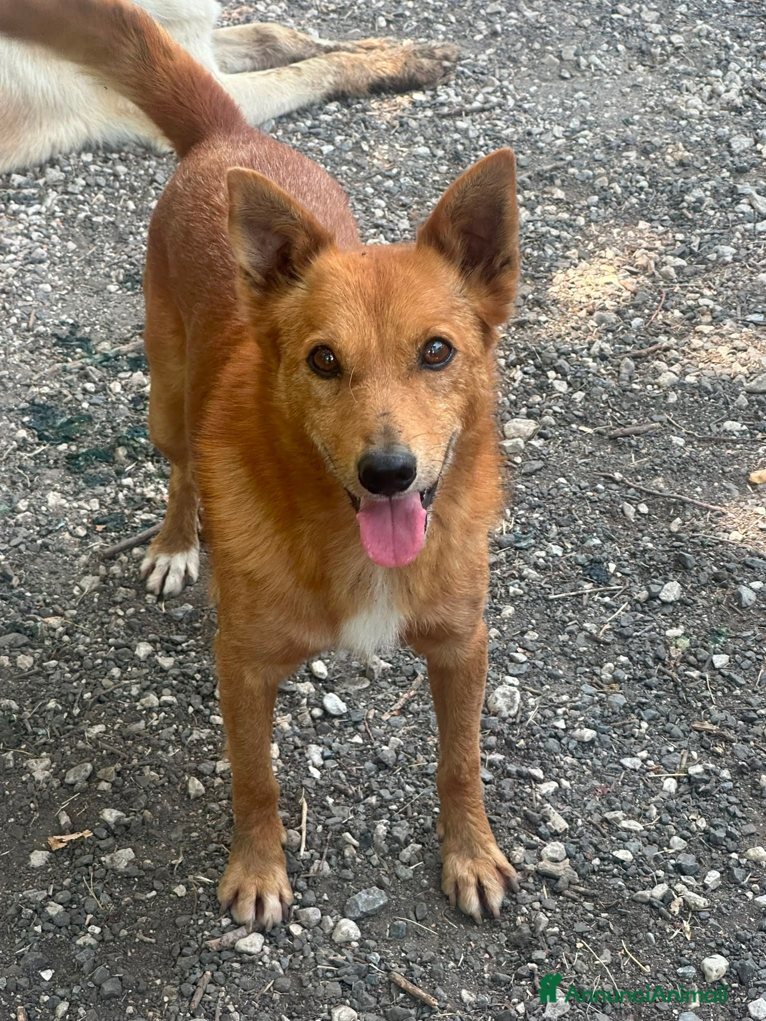 Meticcio cani Il cagnolino x tutti, 11/12 chili, 3 anni  - Annuncio 1