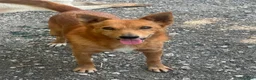 Meticcio cani in regalo: Il cagnolino x tutti, 11/12 chili, 3 anni  - Annuncio 4