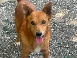 Meticcio cani Il cagnolino x tutti, 11/12 chili, 3 anni - Annuncio 1