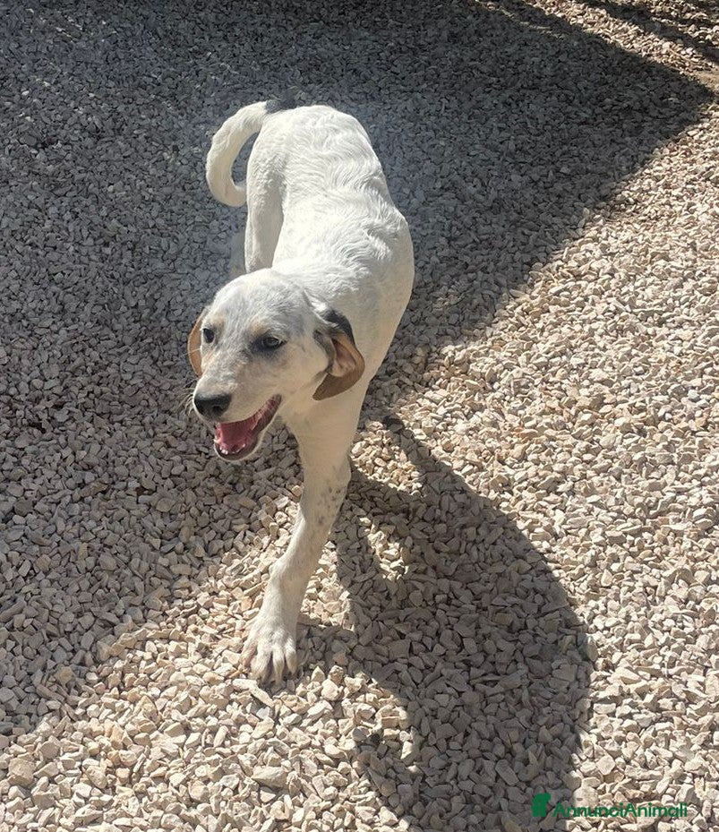 Segugio cani in regalo: SOS TENERA CUCCIOLA - Annuncio 5