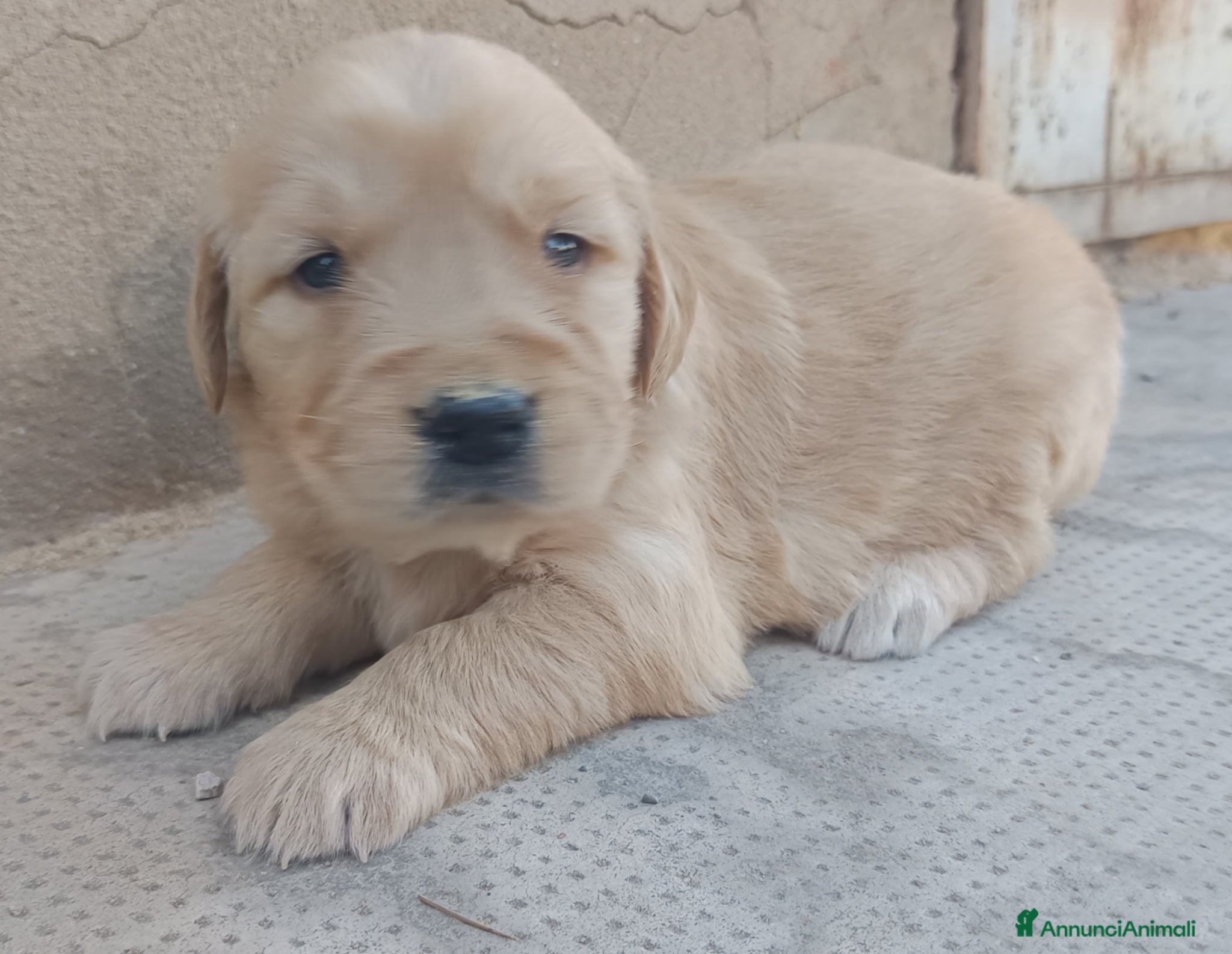 Golden Retriever cani Golden retriever cuccioli pedigree ENCI  - Annuncio 1