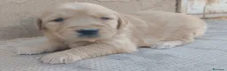 Golden Retriever cani in vendita: Golden retriever cuccioli pedigree ENCI  - Annuncio 1
