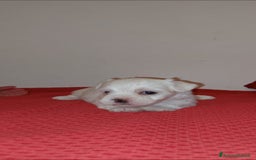 Bichon cani in vendita: 5 bellissimi cuccioli di Bichon Maltese - Immagine 3