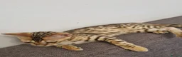 Bengala gatti in vendita: Bengala - Annuncio 1