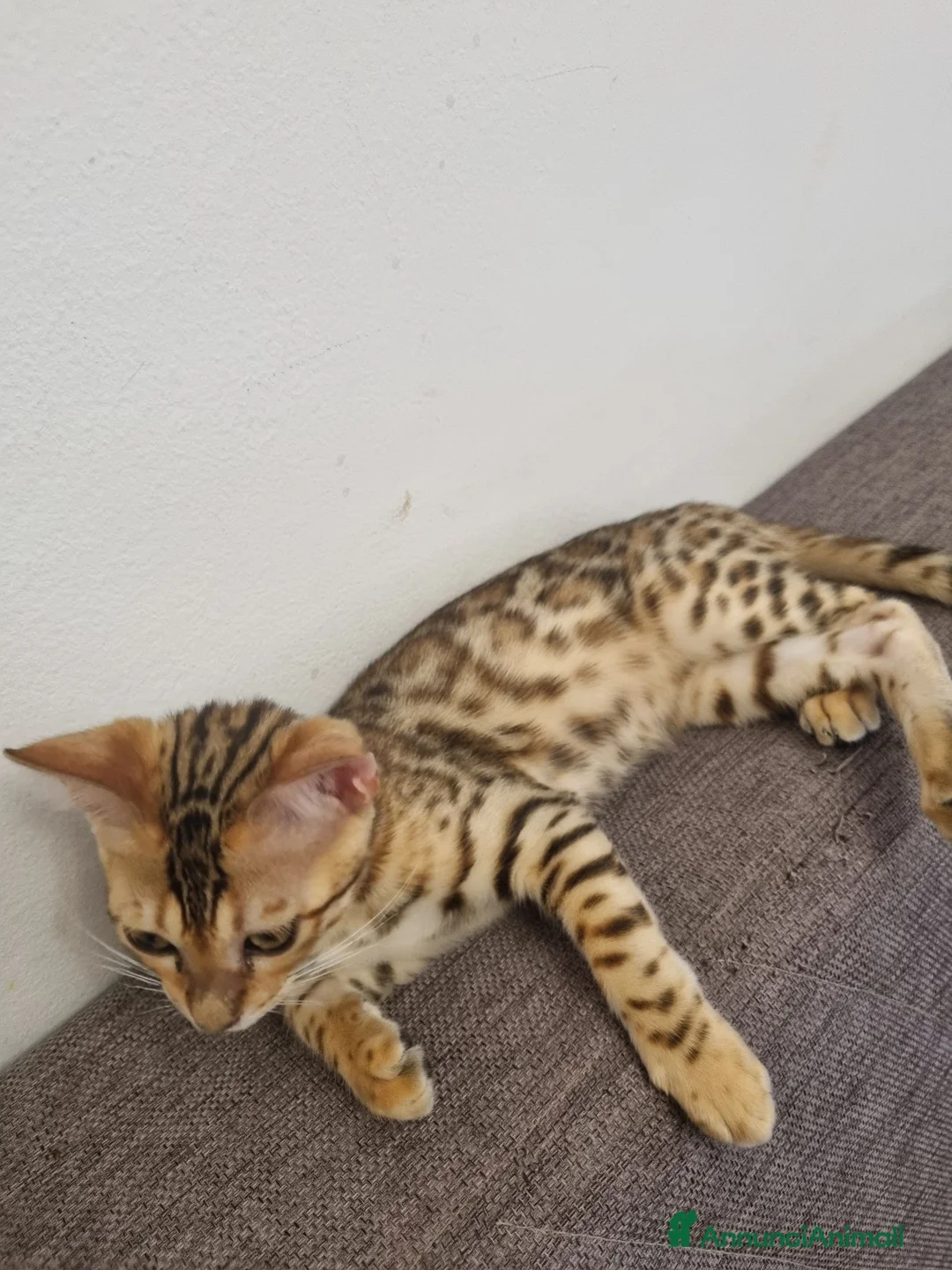 Bengala gatti in vendita: Bengala - Annuncio 1