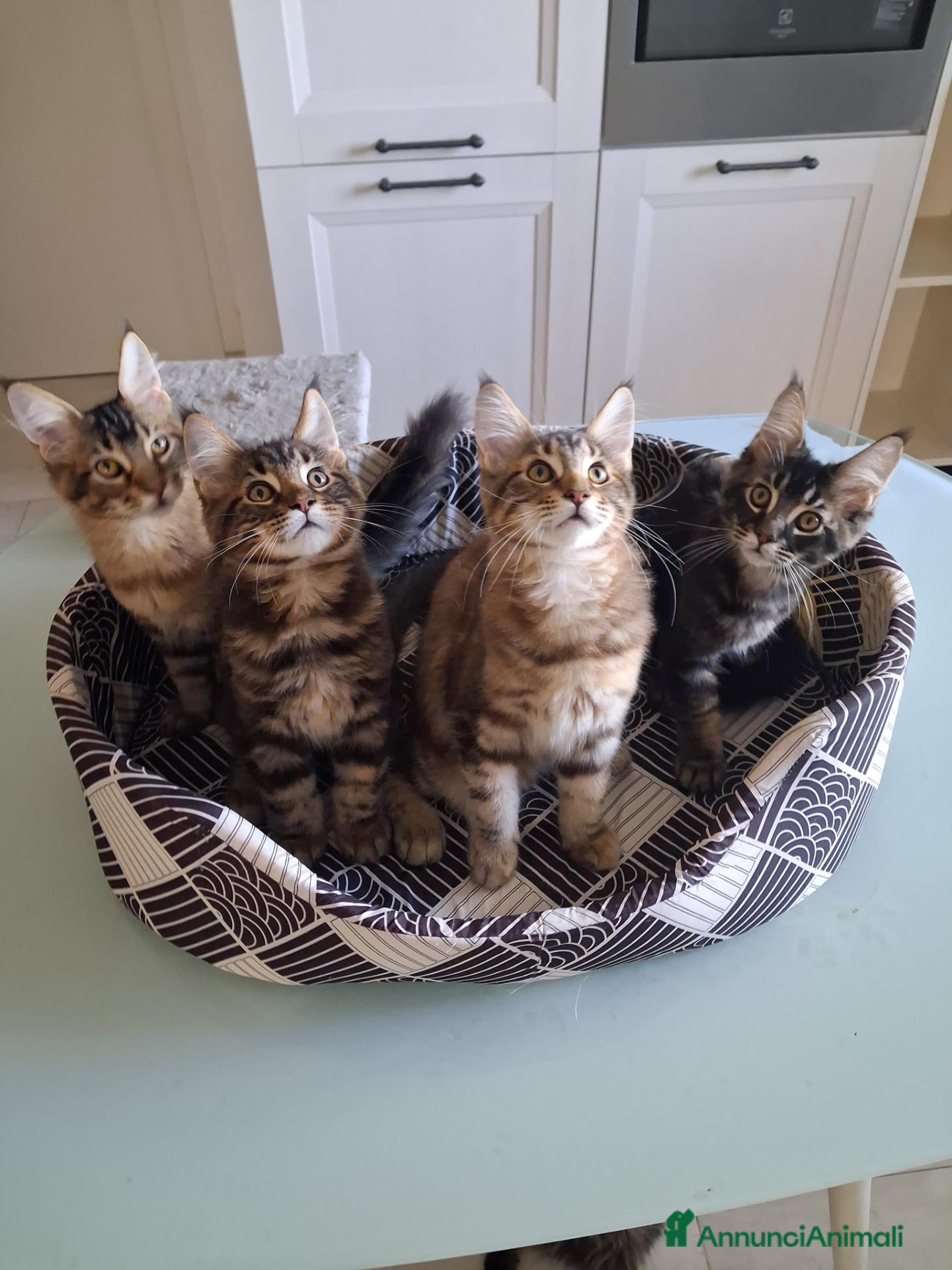 Maine Coon gatti Maine Coon con Pedigree - Annuncio 1