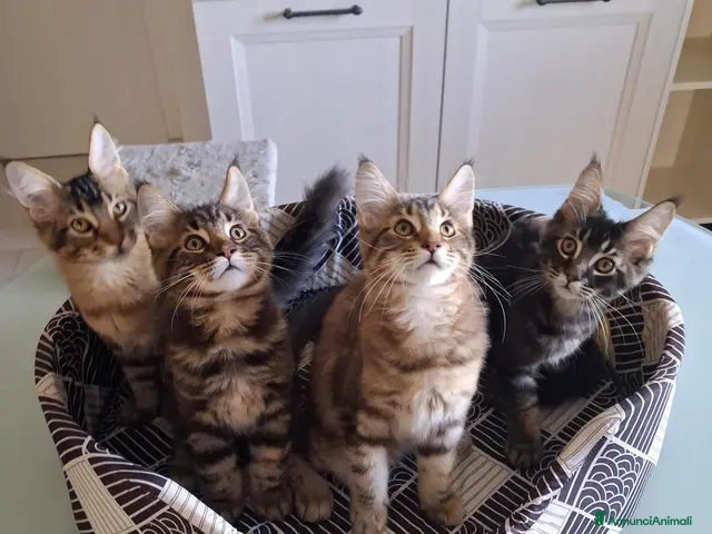 Maine Coon gatti Maine Coon con Pedigree - Annuncio 2