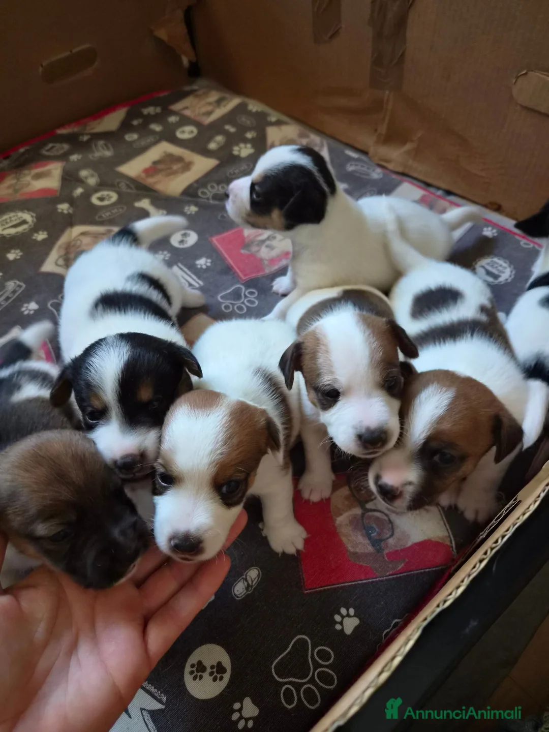 Jack Russell cani in vendita: Disponibili cuccioli jack russel  a Provincia di Ravenna - Annuncio 8