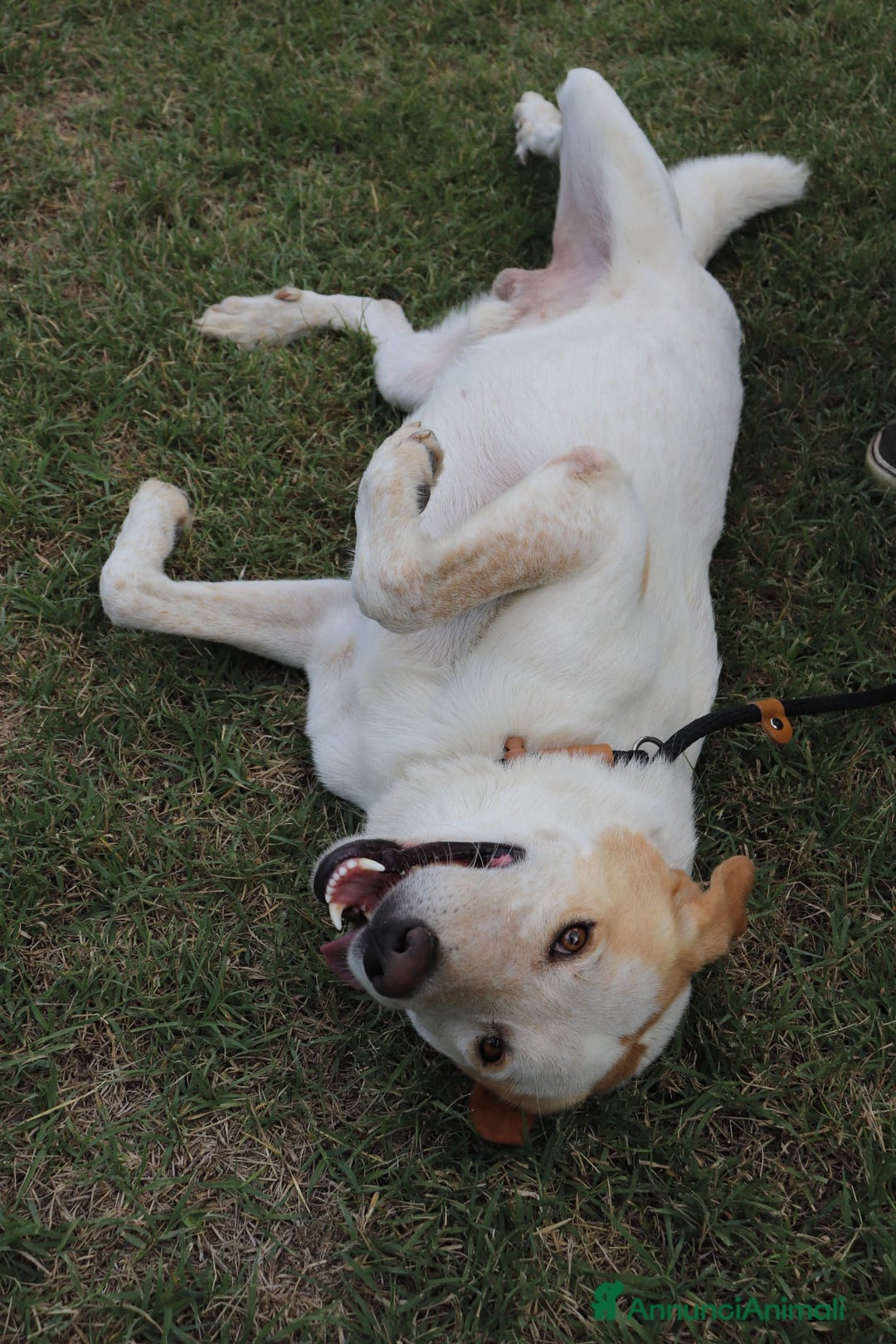 Altre razze cani in regalo: pimpi - Annuncio 2