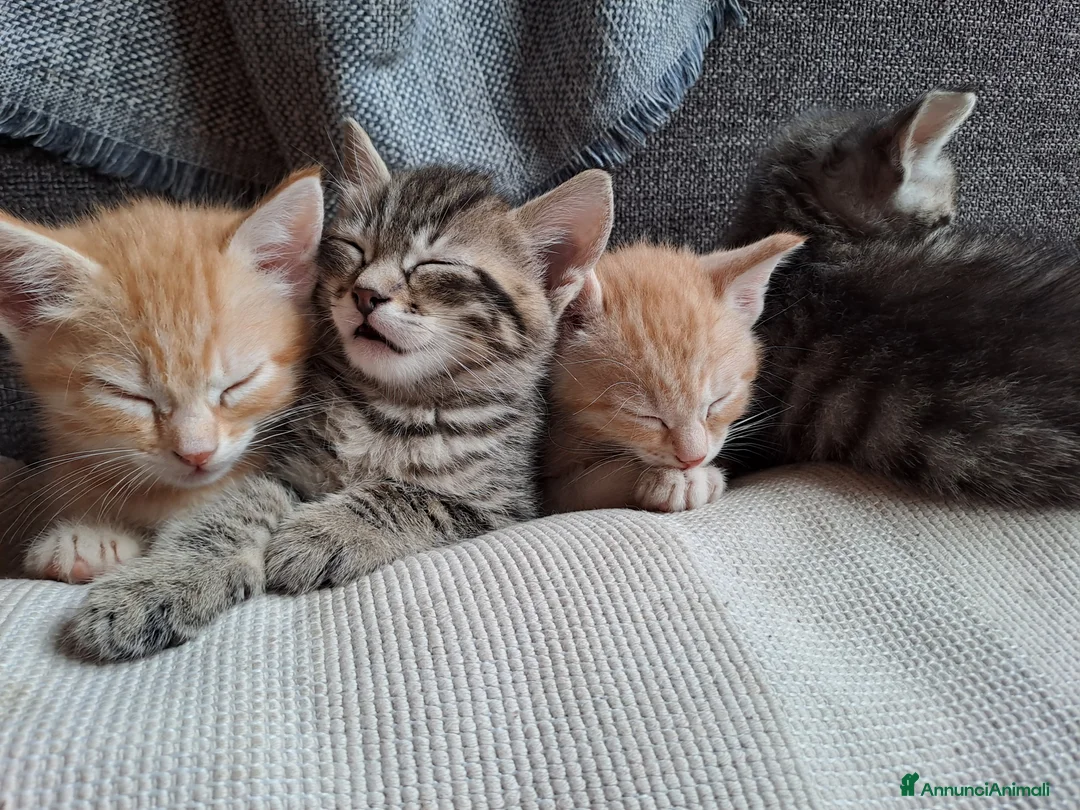Meticcio gatti in regalo: Gattini dolcissimi cercano casa - Annuncio 5