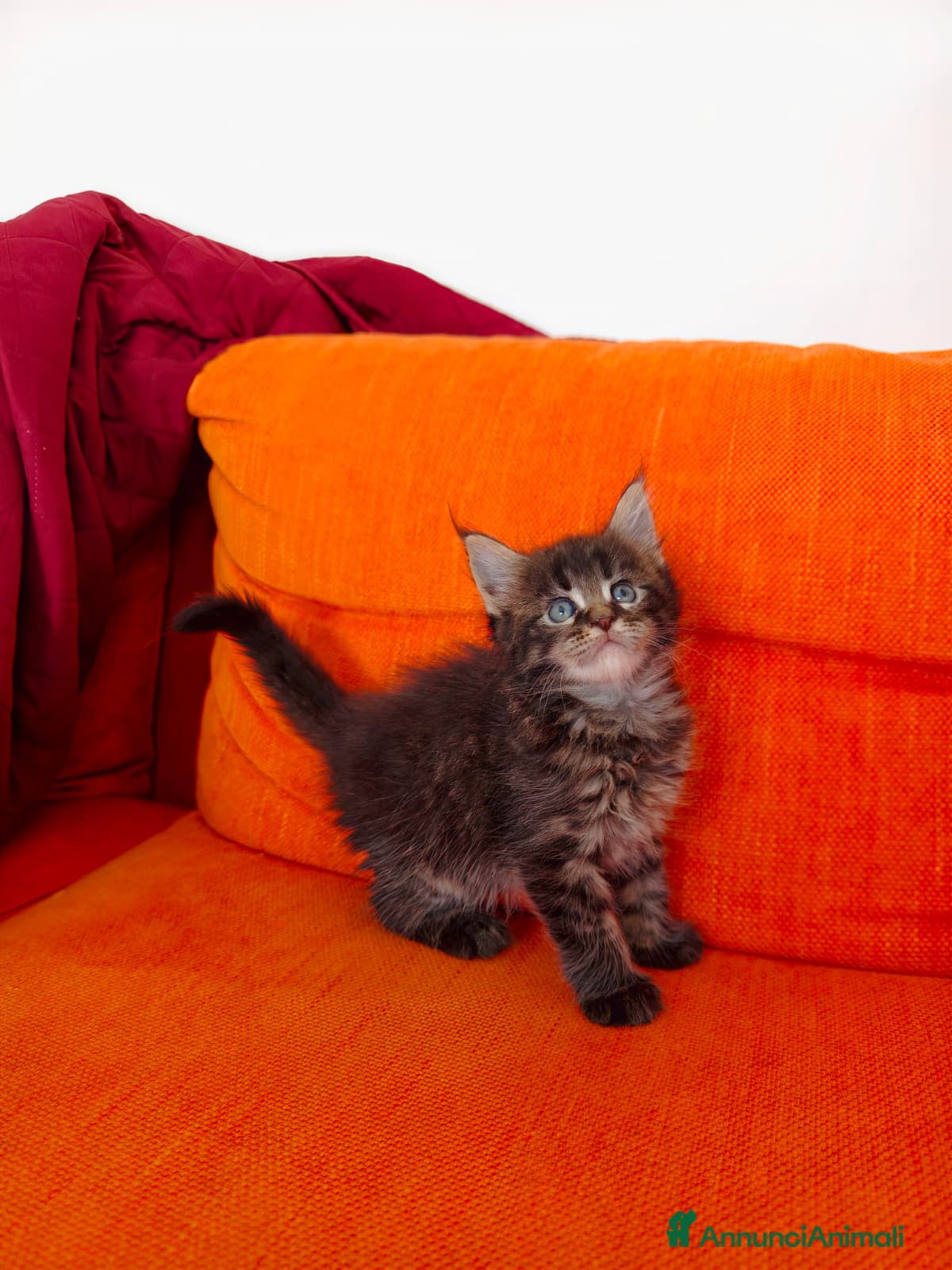 Maine Coon gatti Bellissimo cucciolo Maine Coon - Annuncio 13