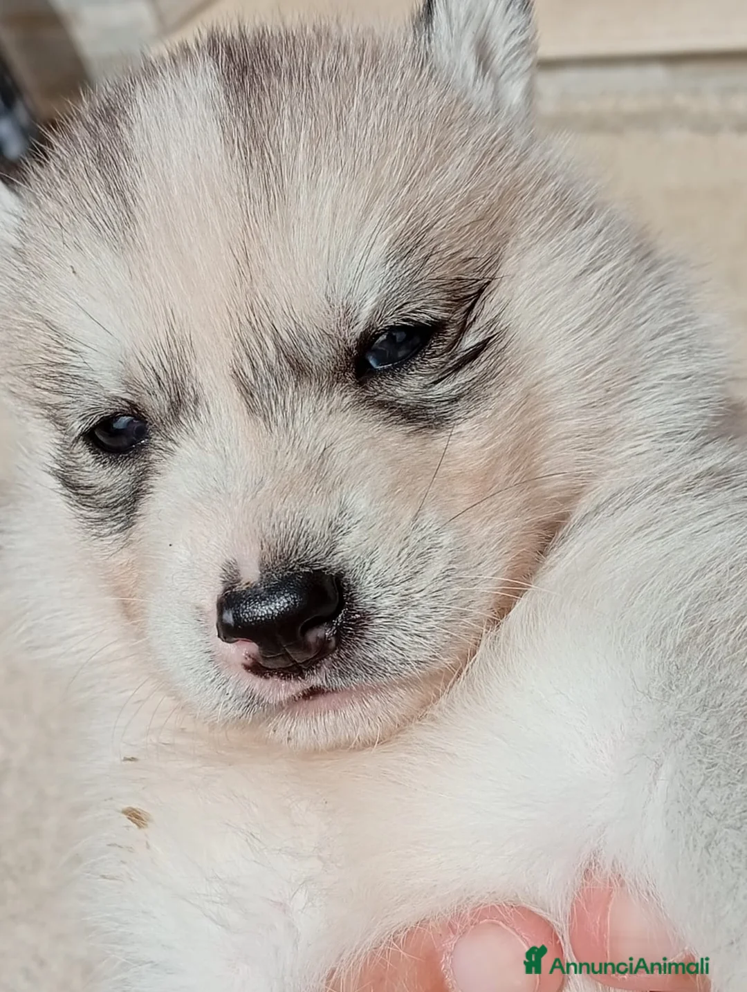 Husky cani in vendita: Siberian Husky  - Annuncio 7