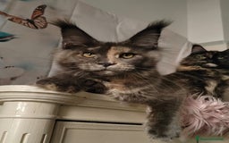 Maine Coon gatti in vendita: DOLCISSIMI CUCCIOLI - Immagine 13