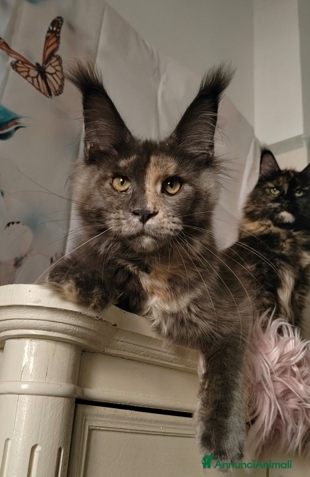 Maine Coon gatti in vendita: DOLCISSIMI CUCCIOLI - Immagine 13