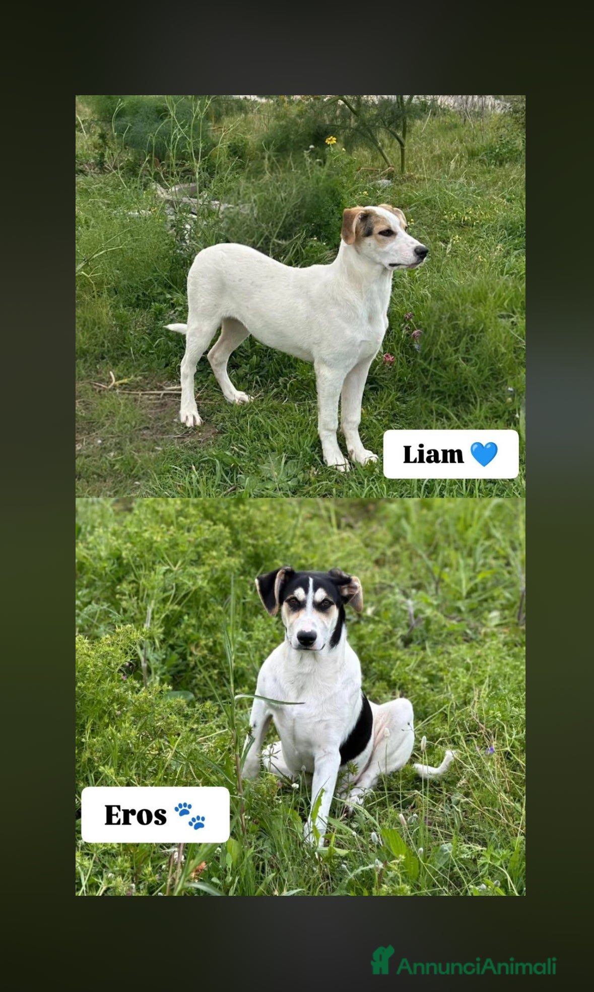 Meticcio cani EROS E LIAM 🩵 - Annuncio 3