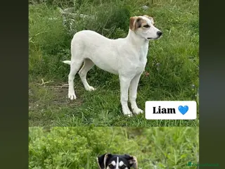 Meticcio cani EROS E LIAM 🩵 - Annuncio 4