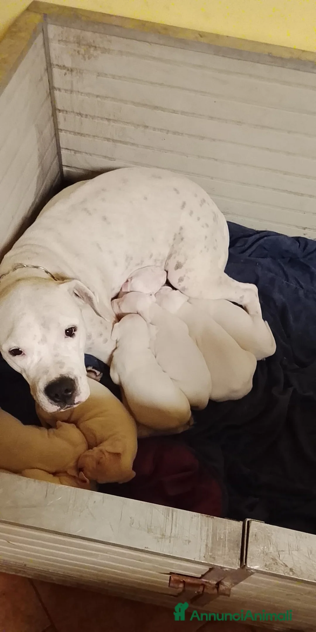 Dogo Argentino cani in vendita: Cuccioli di dogo Argentino disponibili - Annuncio 1