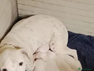 Dogo Argentino cani Cuccioli di dogo Argentino disponibili - Annuncio 4