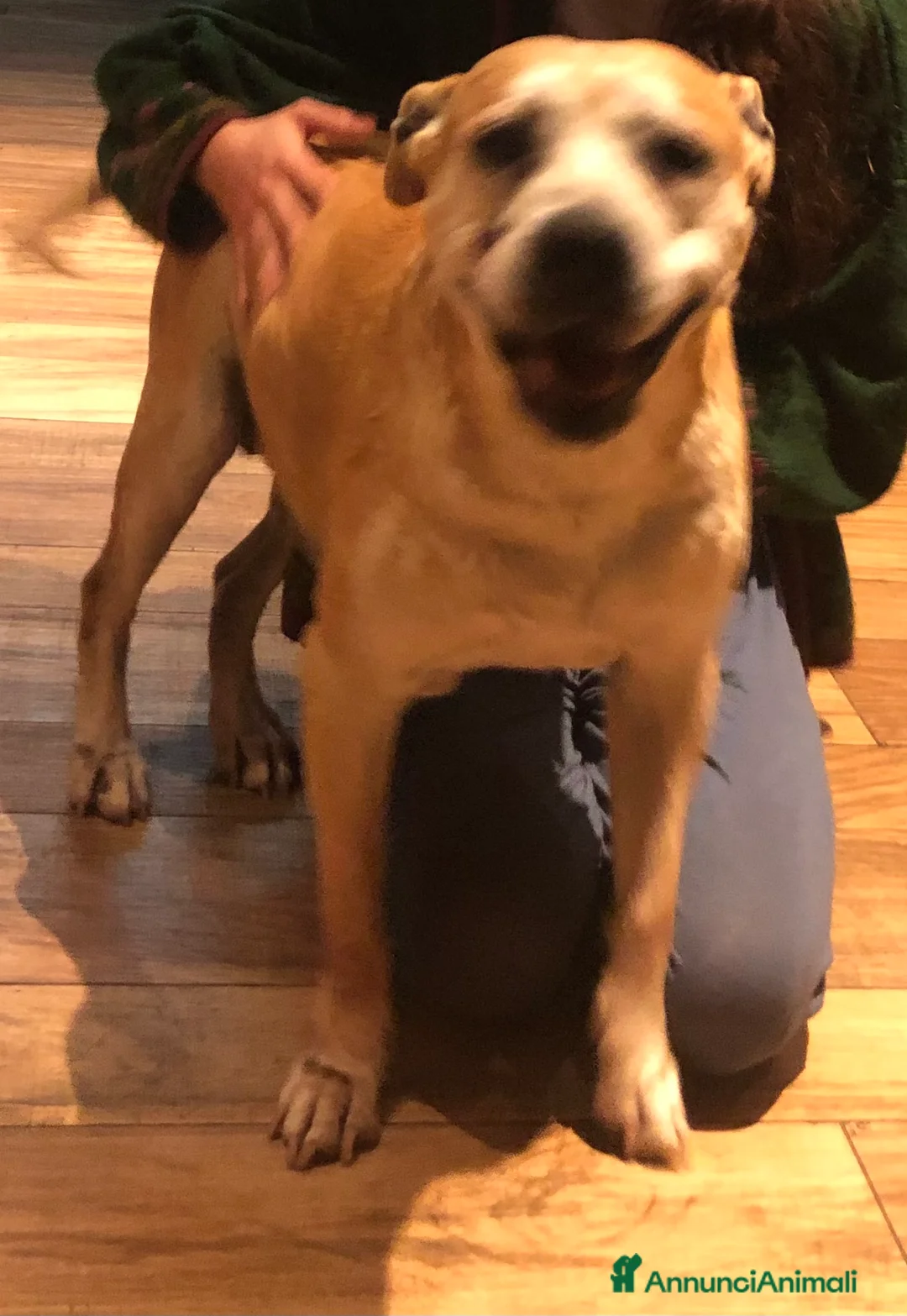 American Staffordshire cani in regalo: Sterilizzata - Annuncio 1