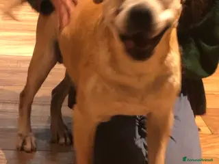 American Staffordshire cani Sterilizzata - Annuncio 5