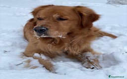 Golden Retriever cani per accoppiamento: GOLDEN RETRIEVER MASCHIO PER ACCOPPIAMENTO a Città Metropolitana di Milano - Immagine 9