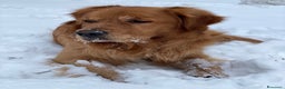 Golden Retriever cani per accoppiamento: GOLDEN RETRIEVER MASCHIO PER ACCOPPIAMENTO - Annuncio 9