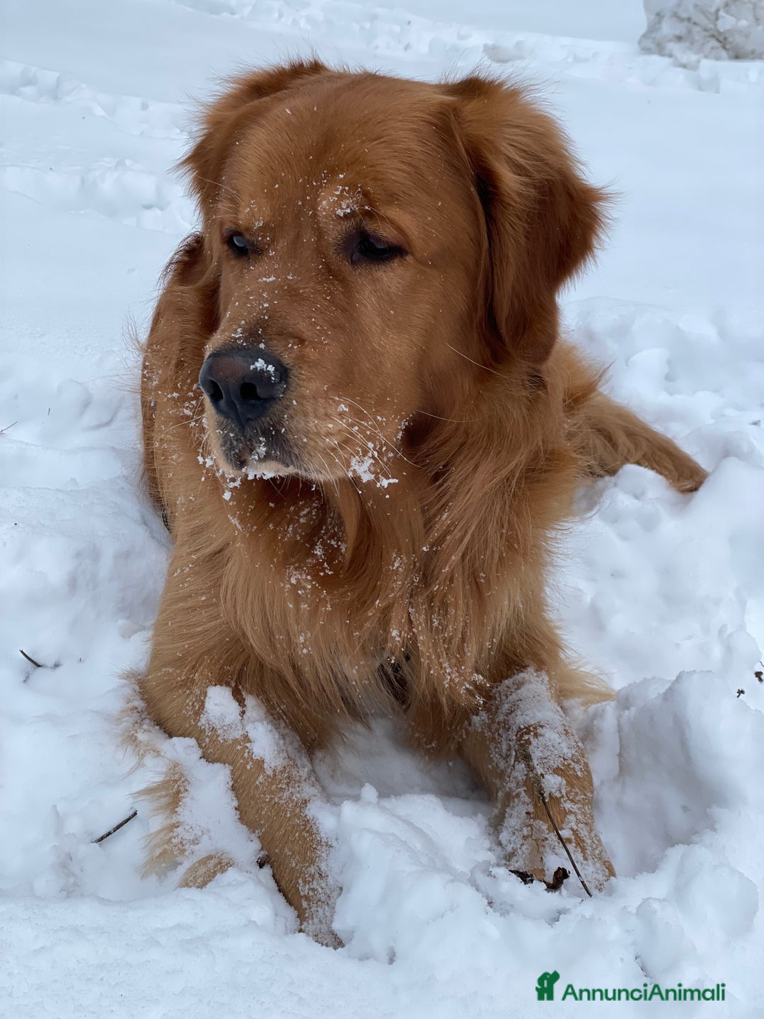 Golden Retriever cani per accoppiamento: GOLDEN RETRIEVER MASCHIO PER ACCOPPIAMENTO a Città Metropolitana di Milano - Immagine 9