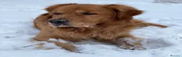 Golden Retriever cani per accoppiamento: GOLDEN RETRIEVER MASCHIO PER ACCOPPIAMENTO - Annuncio 9