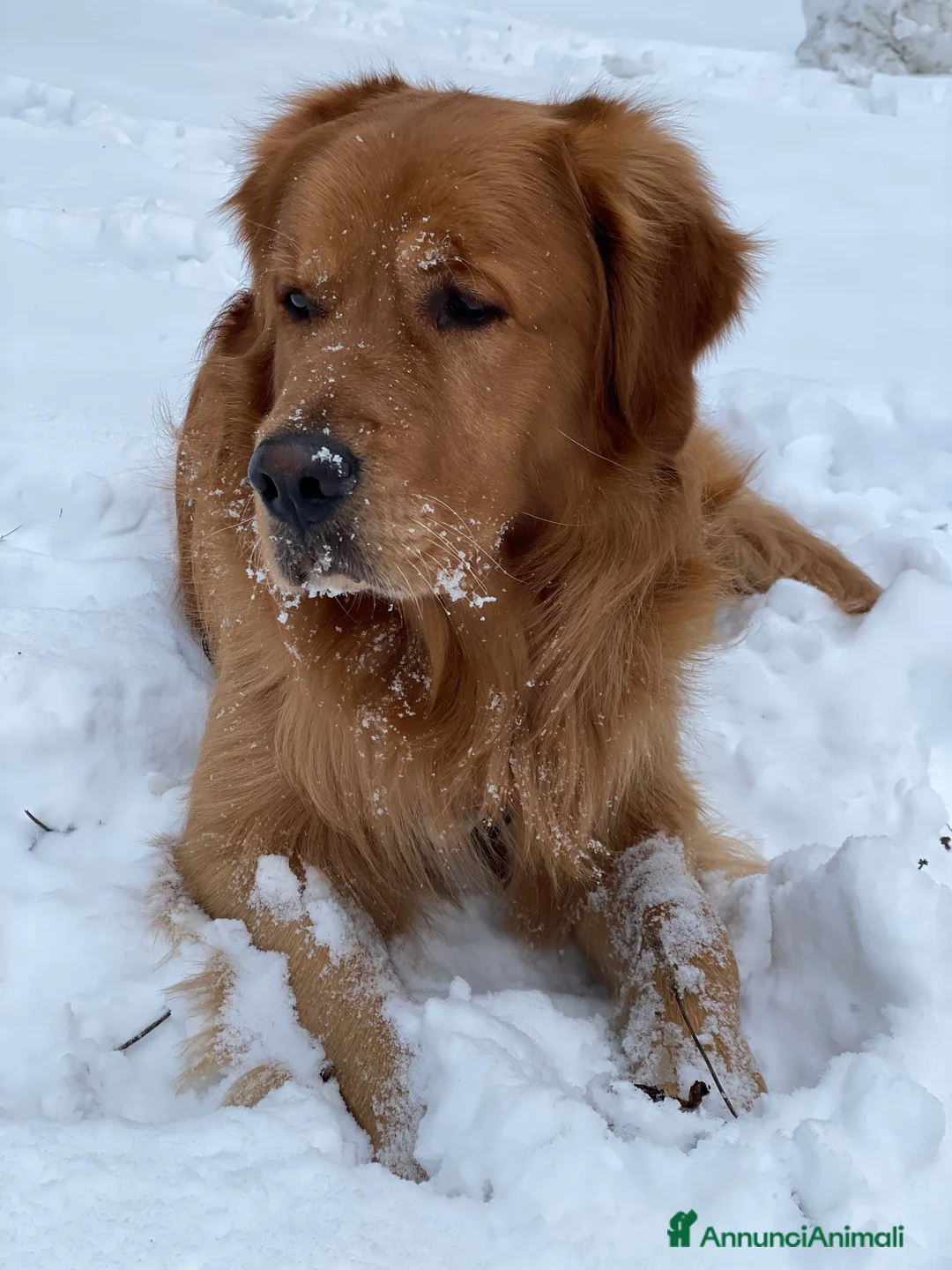 Golden Retriever cani per accoppiamento: GOLDEN RETRIEVER MASCHIO PER ACCOPPIAMENTO - Annuncio 9