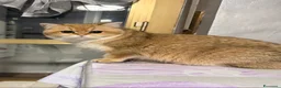 British gatti in vendita: British maschio golden  - Annuncio 2