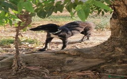 Meticcio cani in regalo: Luigi: timido, docile, socievole  a Città Metropolitana di Genova - Immagine 26