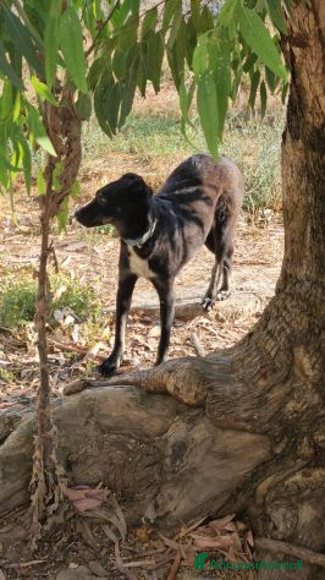 Meticcio cani in regalo: Luigi: timido, docile, socievole  a Città Metropolitana di Genova - Immagine 26