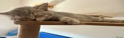 Scottish gatti in vendita: Cuccioli Scottish - Annuncio 3