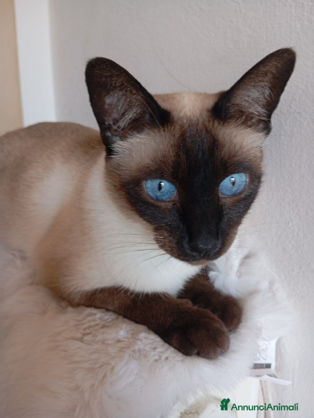Thai gatti in vendita: Thai, tipo tradizionale di Siamese, Pedigree - Annuncio 6