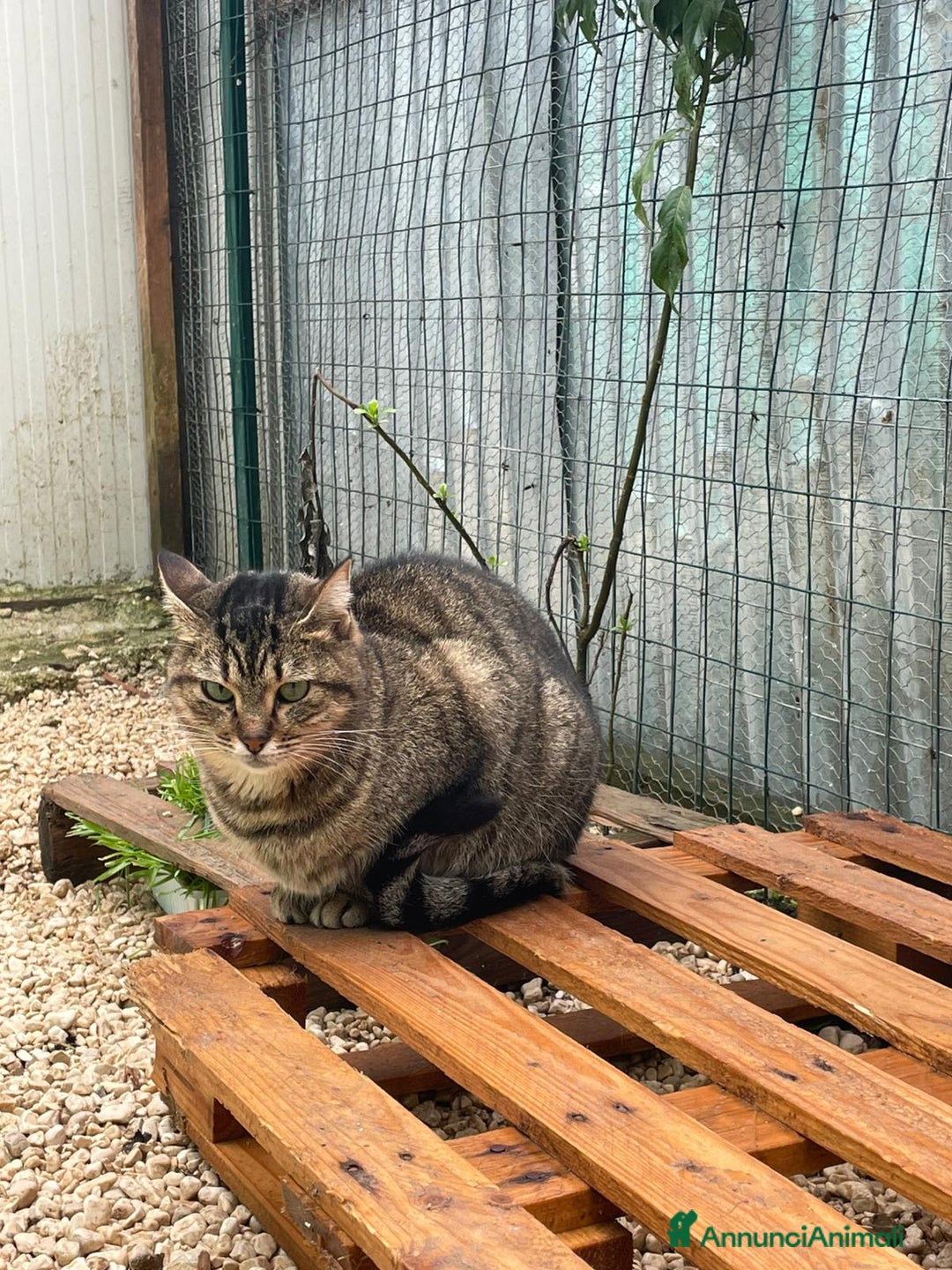 Meticcio gatti in regalo: LA DOLCISSIMA PRUGNA - Annuncio 3