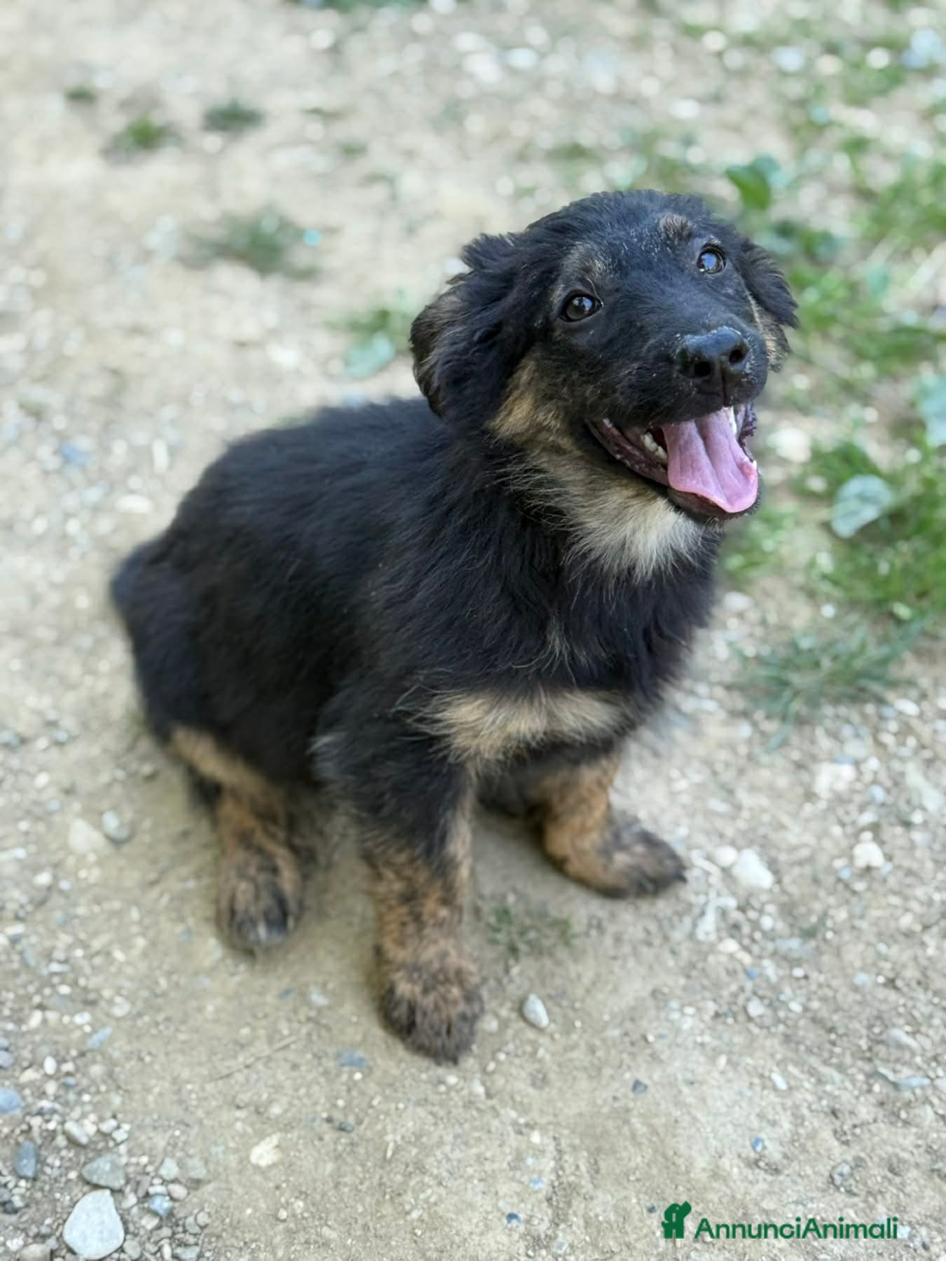 Meticcio cani in regalo: VANA, cucciola coccolosissima! TG MEDIO PICCOLA - Annuncio 5