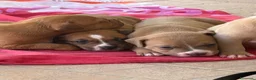 Pitbull cani in vendita: Vendesi cuccioli American Pitbull Terrier  a Città metropolitana di Palermo - Annuncio 6