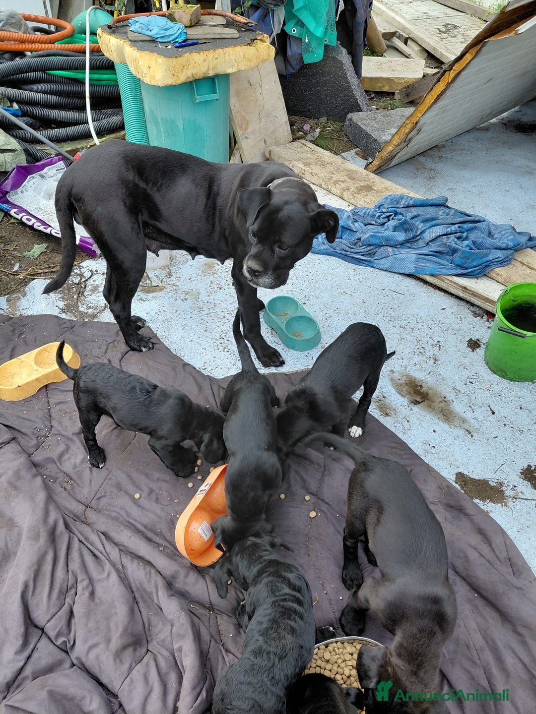 Cane Corso cani in vendita: Cuccioli  - Annuncio 8
