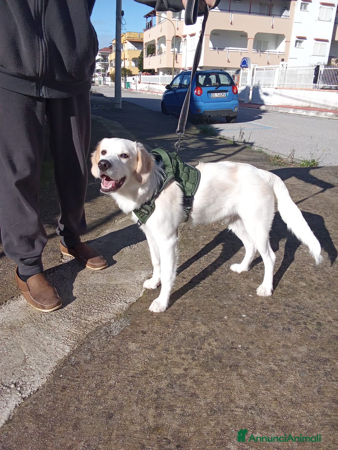 Meticcio cani in regalo: MIRÒ 6 mesi mix Golden Retriever e Labrador - Annuncio 3