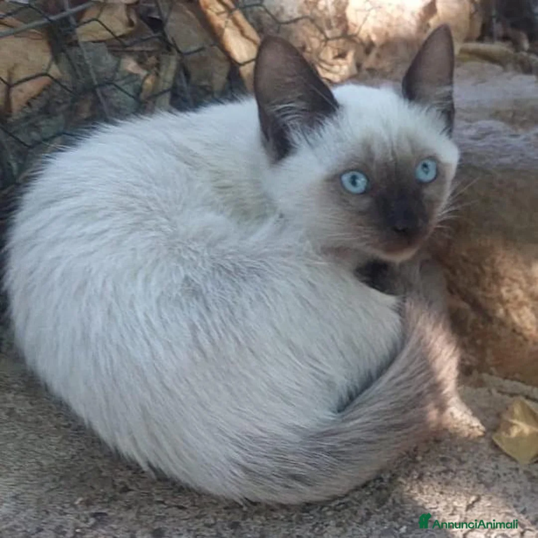 Siamese gatti in regalo: Cacao e Maggy due micini in attesa di famiglia - Annuncio 2
