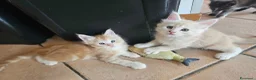Maine Coon gatti in vendita: Cuccioli maine coon - Annuncio 5