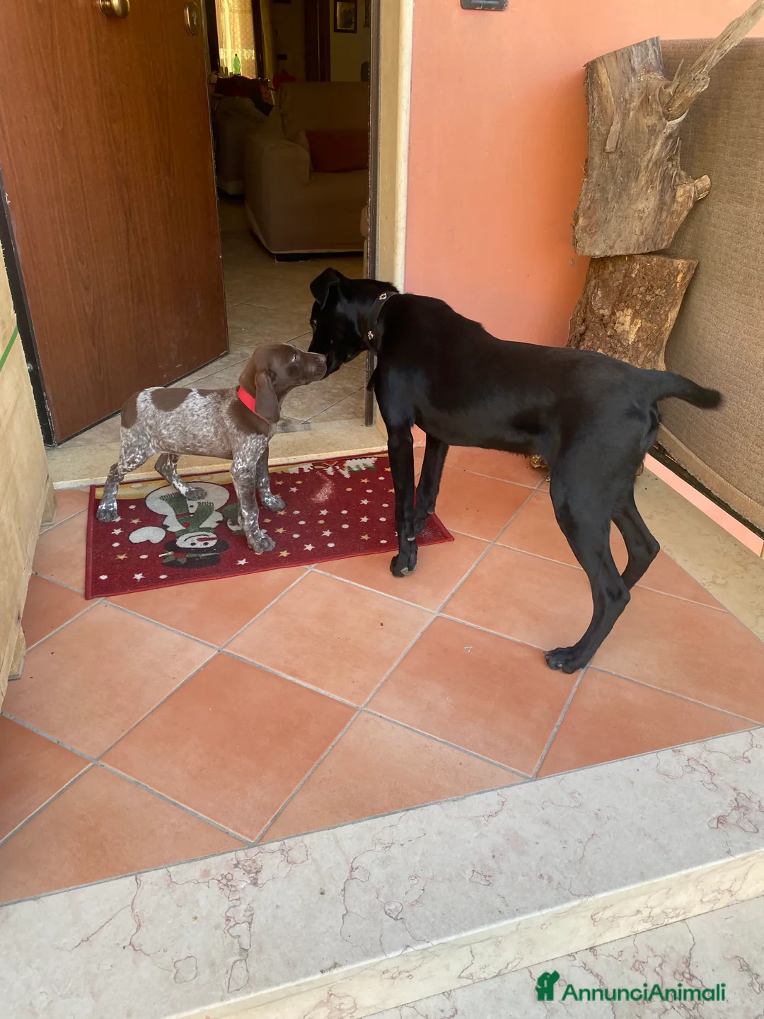 Bracco cani in regalo: Bracco  - Annuncio 2