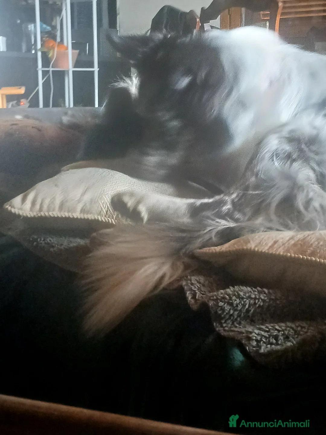 Meticcio cani in vendita: cuccioli su prenotazione - Annuncio 8