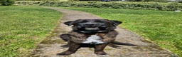 Meticcio cani in regalo: Simil Corso 5 anni a Città metropolitana di Milano - Annuncio 9