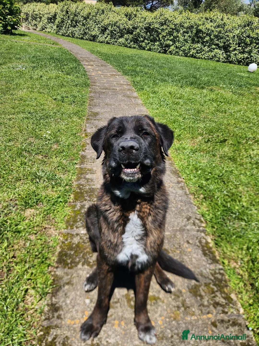 Meticcio cani in regalo: Simil Corso 5 anni a Città metropolitana di Milano - Annuncio 9