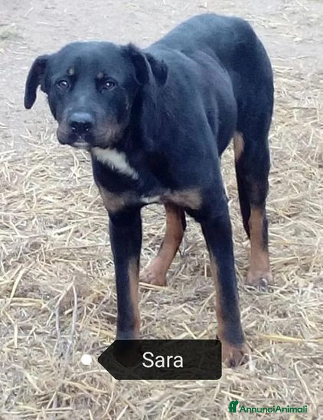 Meticcio cani in regalo: SARA salvata dalla strada a Provincia di Padova - Annuncio 1