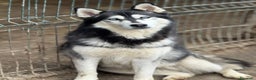 Husky cani in regalo: ECHO, fantastica SIBERIAN HUSKY dagli occhi blu! - Annuncio 5