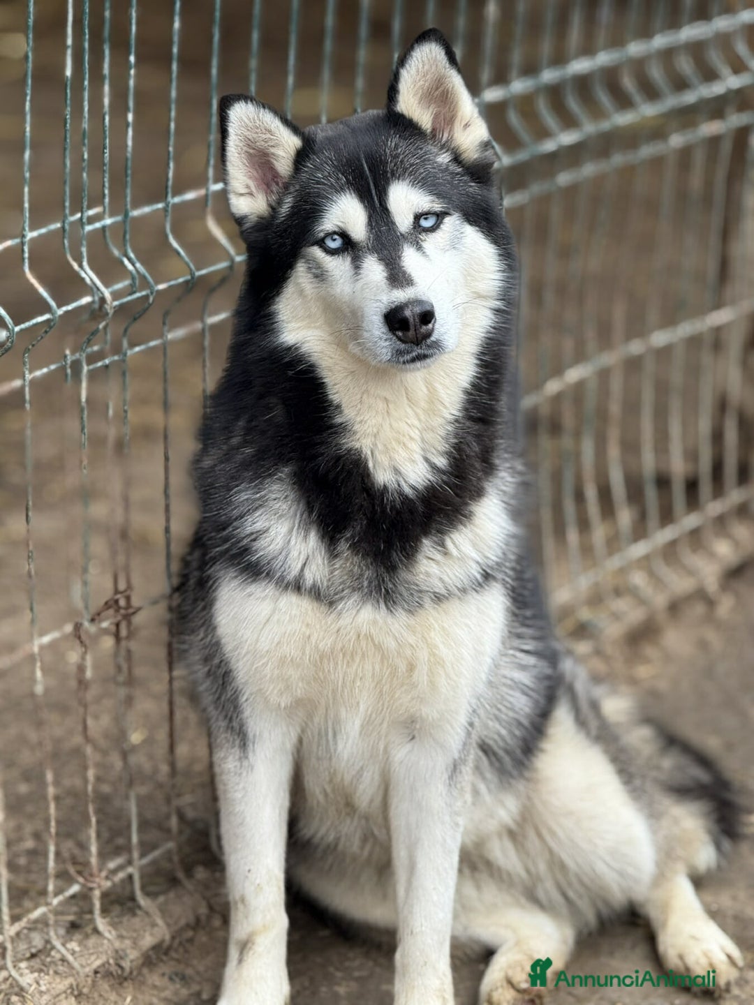 Husky cani in regalo: ECHO, fantastica SIBERIAN HUSKY dagli occhi blu! - Annuncio 5