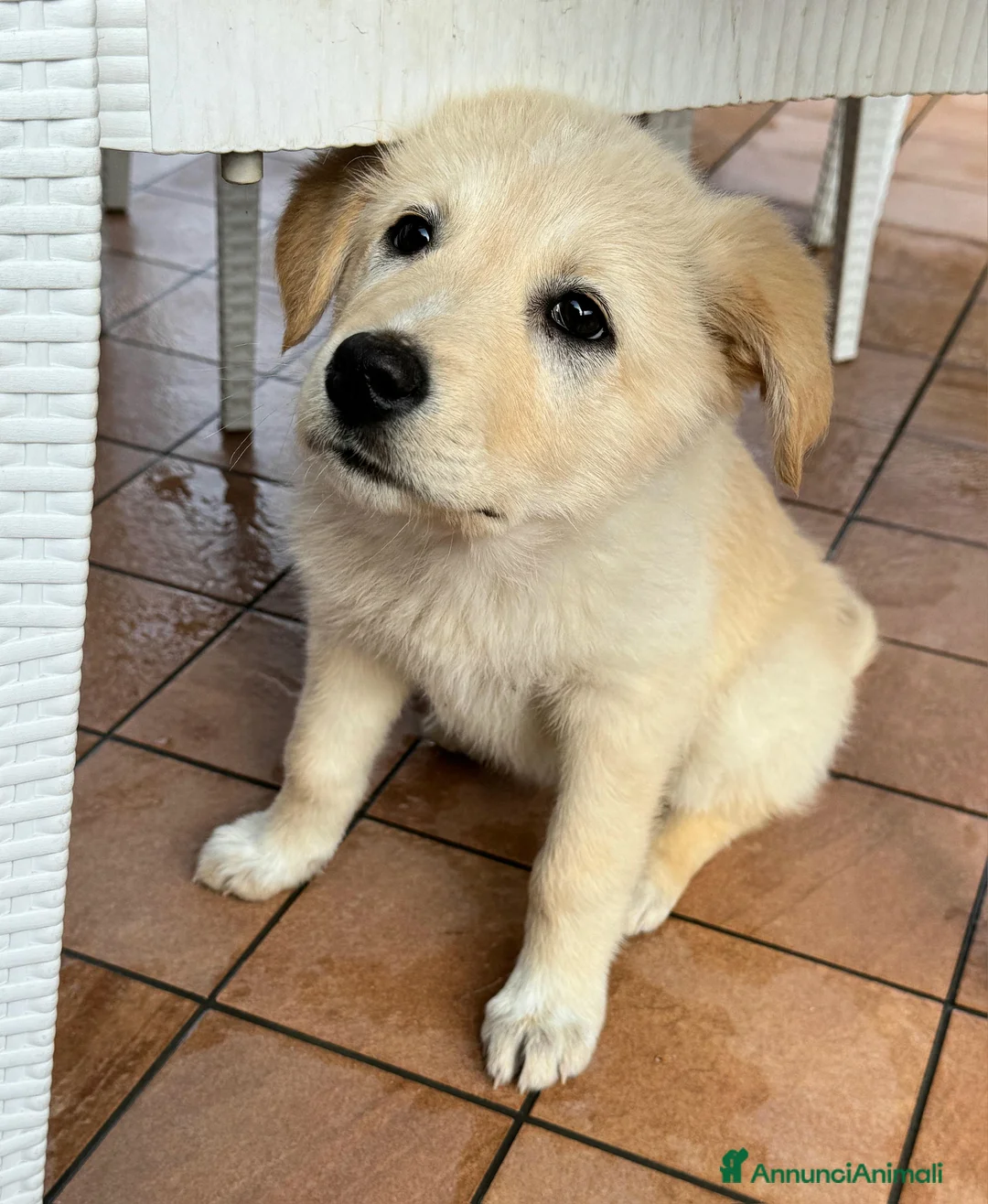 Meticcio cani in regalo: Margot 2 mesi taglia media  - Annuncio 6