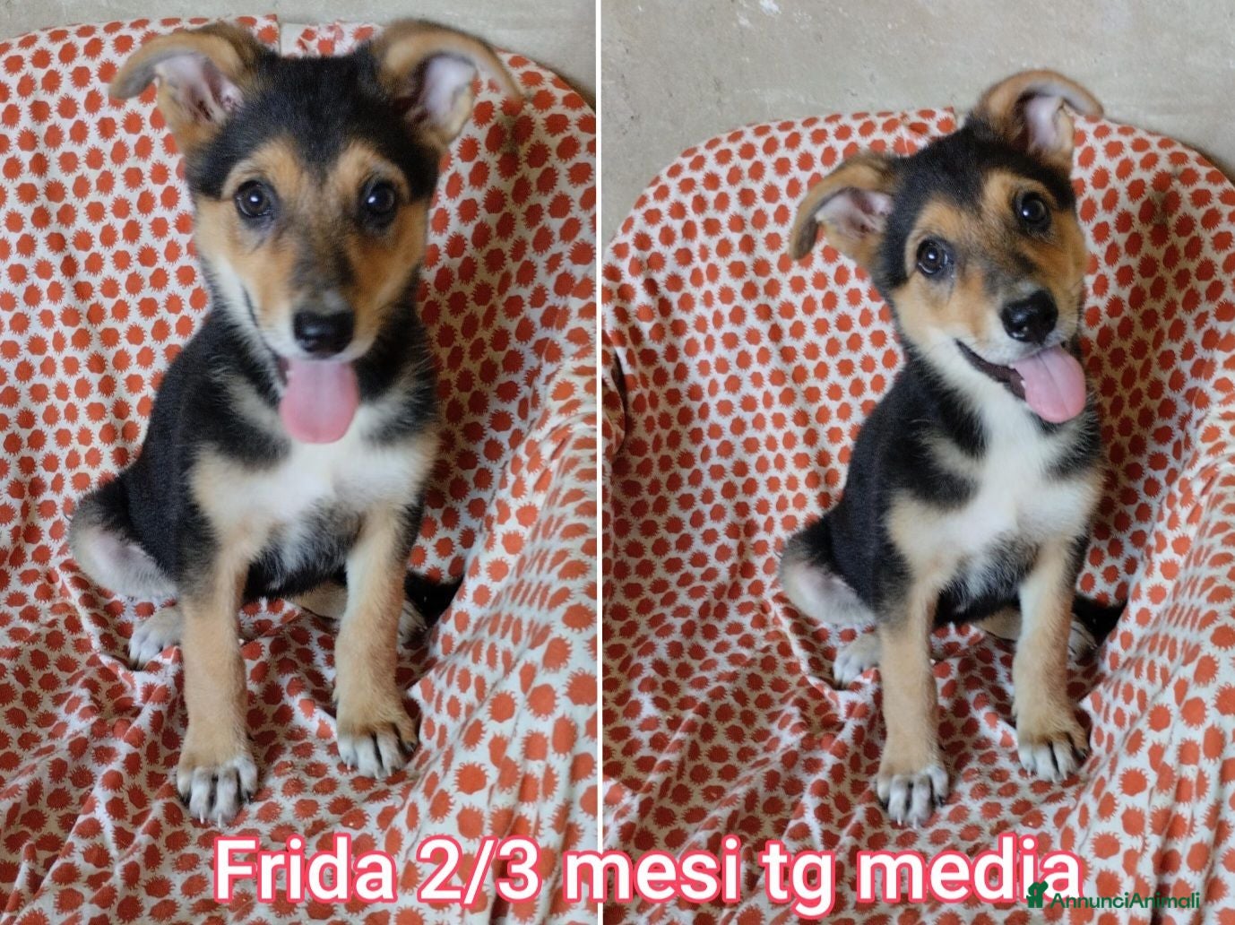 Meticcio cani TENERI CUCCIOLI IN CERCA D'AMORE  - Annuncio 8